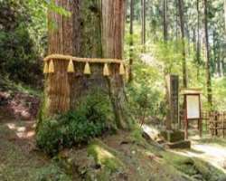 It is like a pilgrimage having several gods, first you can see is a 500 years old tree named the giant sanbon-sugi. It has three distinctive trunks. F